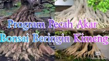 Program Pecah Akar Bonsai Beringin Kimeng (Ficus Microcarpa)_HD
