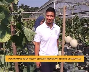 Penanaman Rock Melon semakin mendapat tempat di Malaysia