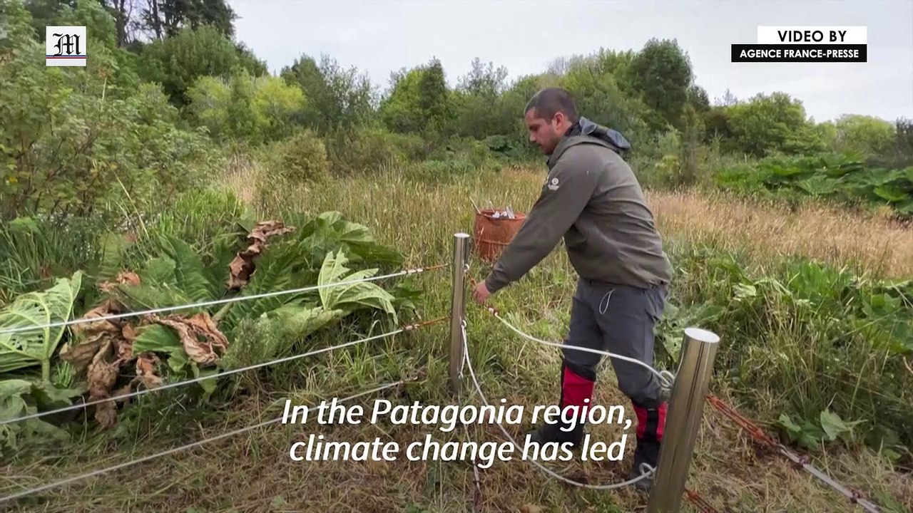 Chile's melting glaciers, fast-disappearing gauge of climate change