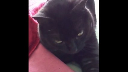 I Am the Little Cat Vampire and I Will Bite You