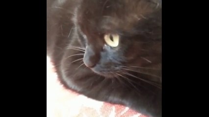 Little Vampire Cat Is Going to Bite You