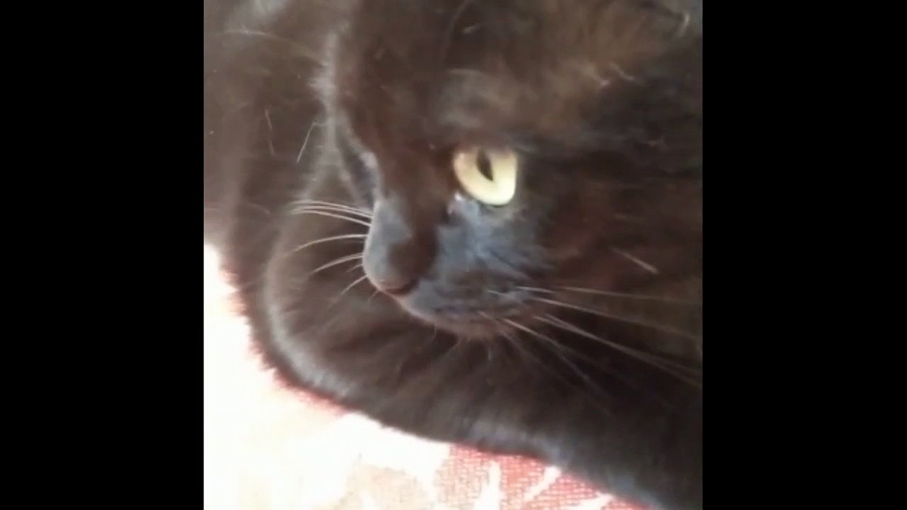 Little Vampire Cat Is Going to Bite You