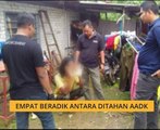 Empat beradik ditahan oleh AADK