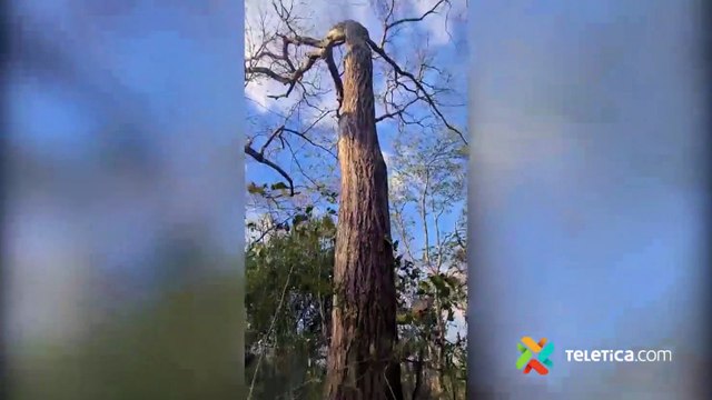 tn7-Incendio forestal en Area de Conservación Tempisque-250222