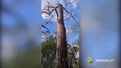 tn7-Incendio forestal en Area de Conservación Tempisque-250222