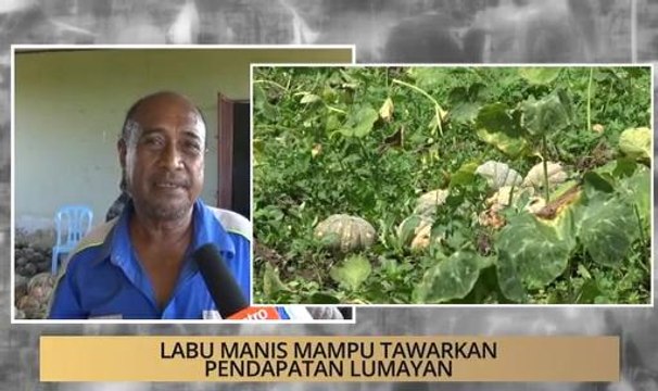 AWANI State [Terengganu]: Labu manis antara rezeki baharu petani Terengganu