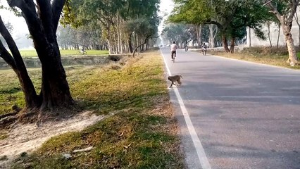 बंदर की मस्ती/बंदर की मस्ती वीडियो/बंदर की मस्ती का वीडियो बंदर की मस्ती दिखाओ बंदर की मस्ती वाली वीडियो बंदर की मौज मस्ती