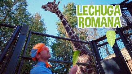 Blippi en el Zoo - Alimenta a los Animales  | Videos de animales para niños | videos educativos
