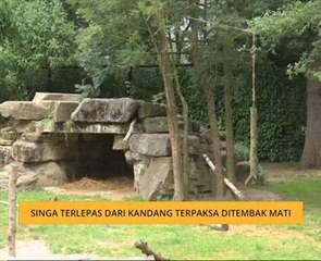 Singa terlepas dari kandang terpaksa ditembak mati