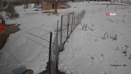 Nesli tükenmekte olan vaşaklar Bayburt'ta görüldü