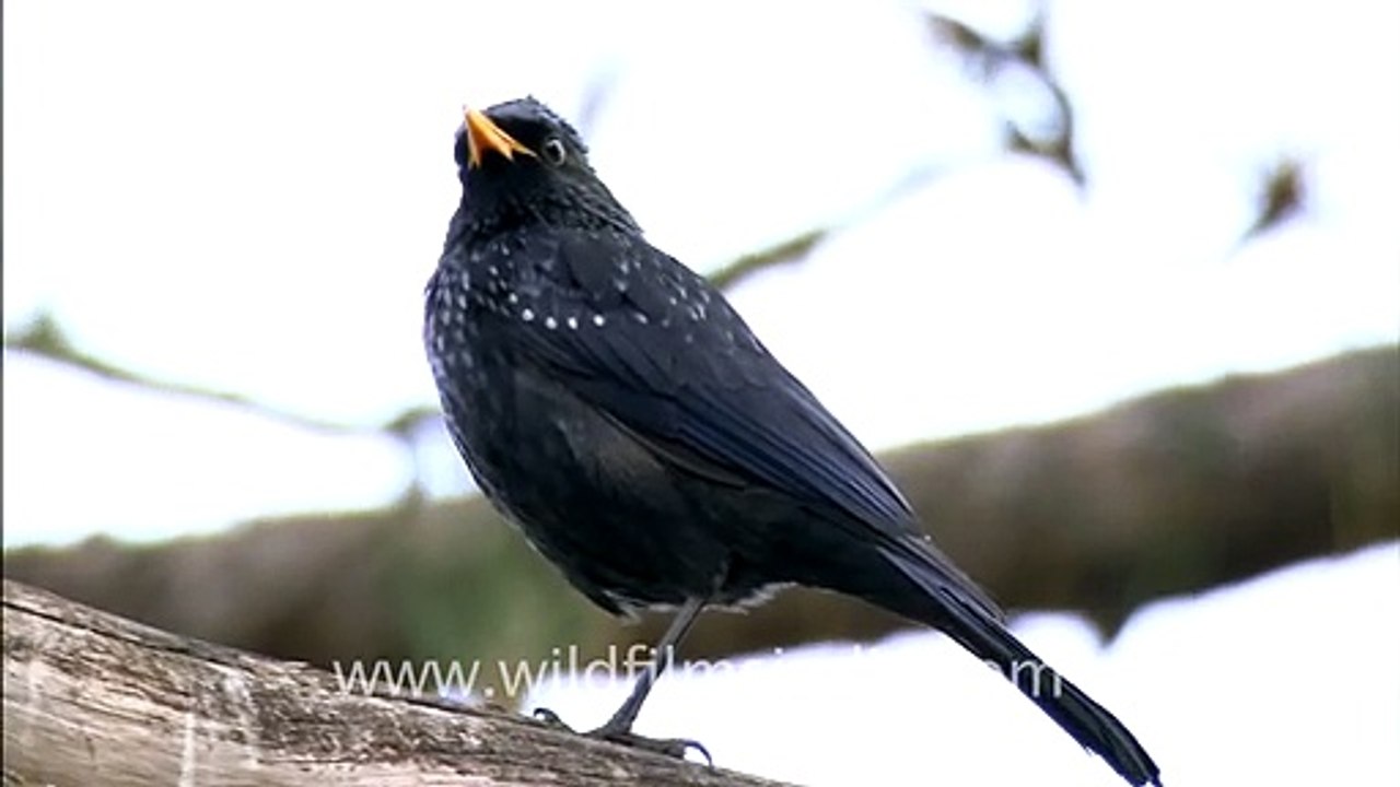 Himalayan Whistling Thrush in Ranikhet