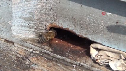 Şırnak'ta bal arıları 5 aylık kış uykusundan uyandı