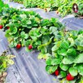 Strawberry pickings adventure || petualangan memetik strawberry || MaMiTa ViVa