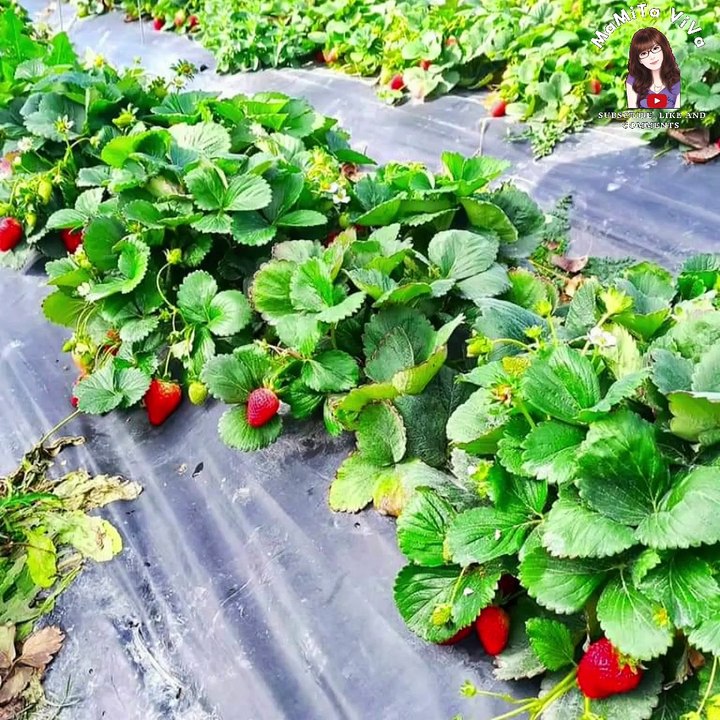 Strawberry pickings adventure || petualangan memetik strawberry || MaMiTa ViVa
