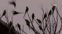 Kadıköy’de yeşil papağan sürüsü renkli görüntüler oluşturdu