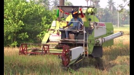 Mechanised Harvesters Hit The Labour Market Hard In Andhra Pradesh