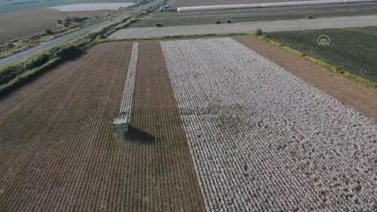 Türk tekstili, "GDO'suz Türk pamuğu" markasıyla güçlenecek