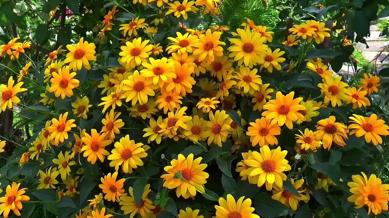 Relaxing Music, Peaceful Soothing Instrumental Music, Serene Spring Meadow, Nature Sound.