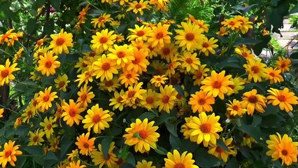 Relaxing Music, Peaceful Soothing Instrumental Music, Serene Spring Meadow, Nature Sound.