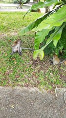 Baby and mother monkey in the tree