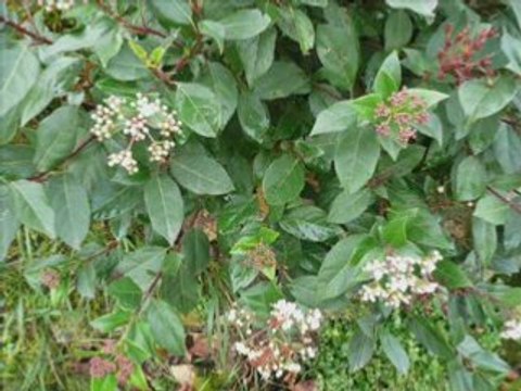 005-chevroches du 1 dec 2007 fait le 7 mars 2008