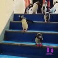 penquin cute walk , penquin funny video, follow me for more interesting video