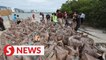 Garbage-filled Gazumbo Island next to Penang Bridge receives big clean-up from volunteers