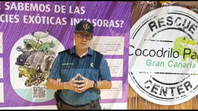 Incautados 53 animales protegidos y venenosos en una operación que se salda con un hombre detenido en Telde