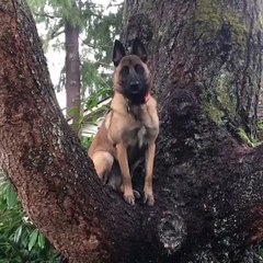 Quand ton chien se prend pour un écureuil