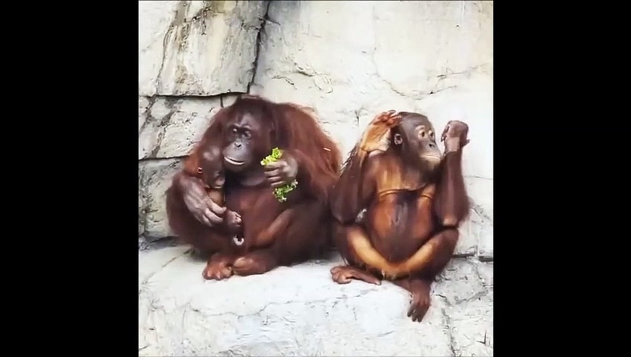Cet orang outan n'est pas prêteur