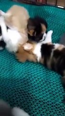 Bayi bayi kucing lucu