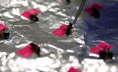 Arıların geleceği için yerli ırkların korunması önem taşıyor