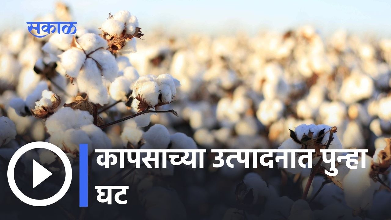 भारतातले Cotton Production मध्ये पुन्हा घटीचा CAI चा अंदाज | Cotton Production in India