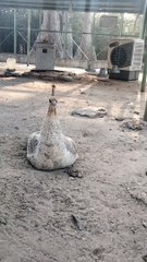 Peacock  Video By Kingdom of Awais