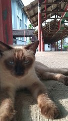 Cat I Met