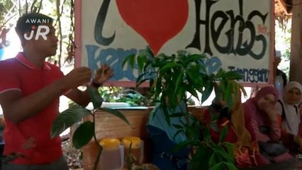 #AWANIJr: Tongkat Ali vs Kacip Fatimah