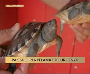 Pak Su si penyelamat telur penyu