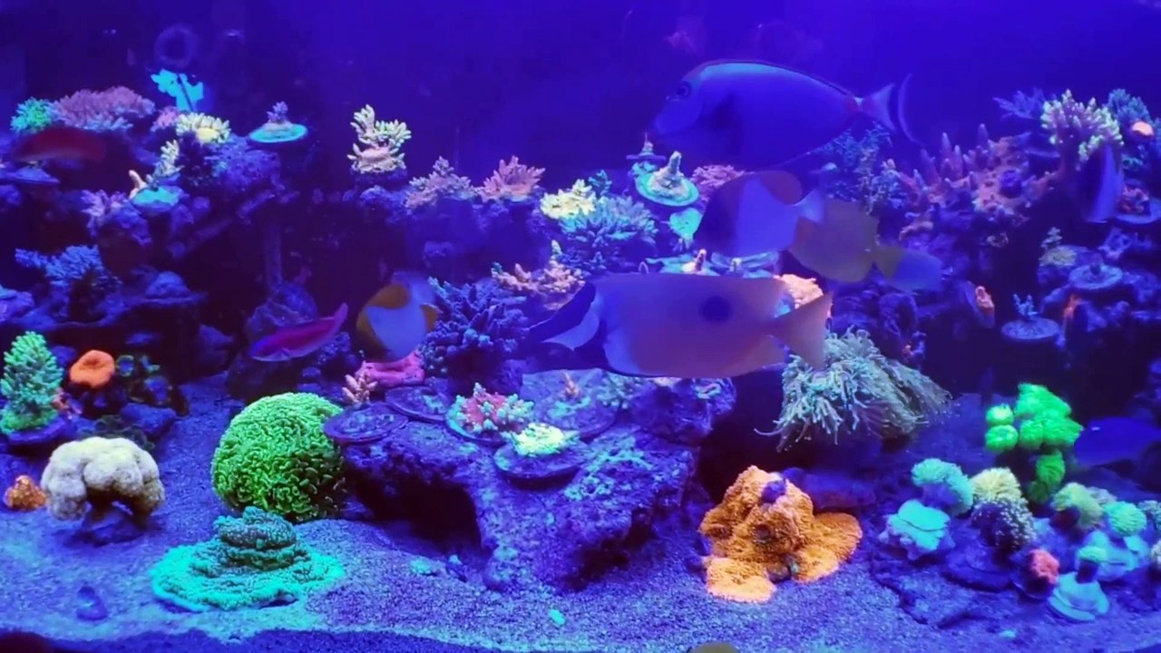 Echinophyllia coral dalam Reef tank 1 /aquarium