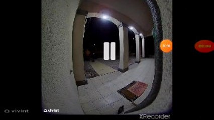 Bird on Porch Creates Chaos For Family Returning Home