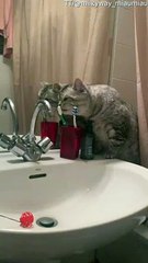 Cat Brushes Teeth Before Bed