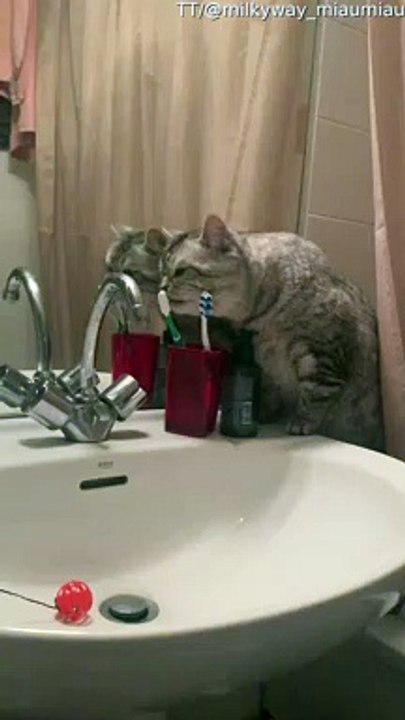 Cat Brushes Teeth Before Bed