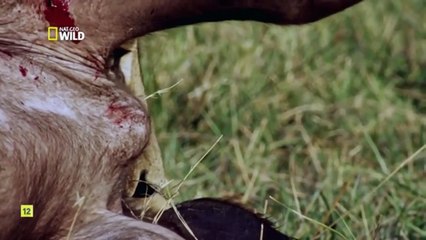 Carrera armamentistica(2) Los depredadores más letales de África.