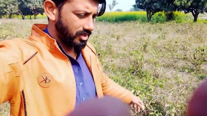 Eggplants in my Villages - Vegetables - Eshal Vlogs