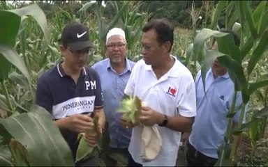 Tanaman secara giliran beri hasil lebih baik