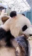Cute panda is eating very sweet sugarcane