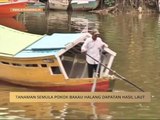 Tanaman semula pokok bakau halang dapatan hasil laut