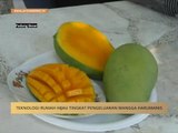 Teknologi rumah hijau tingkat pengeluaran mangga harumanis