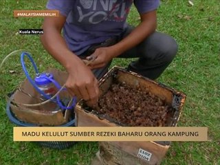 #MalaysiaMemilih: Madu kelulut sumber rezeki baharu orang kampung