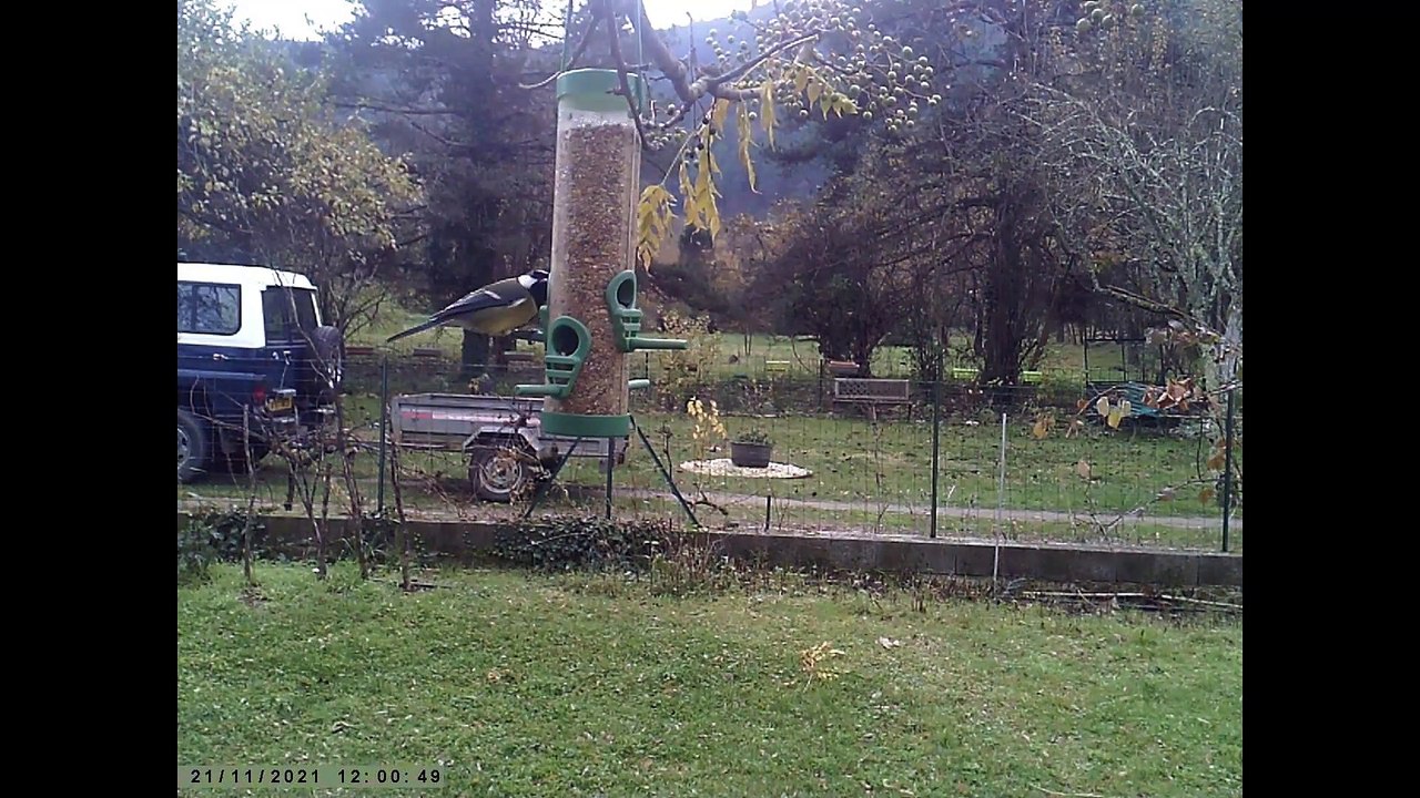 OISEAUX DE JARDIN DU 20 AU 21 NOVEMBRE 2021
