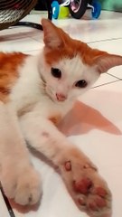 Naughty cat || bermain kucing